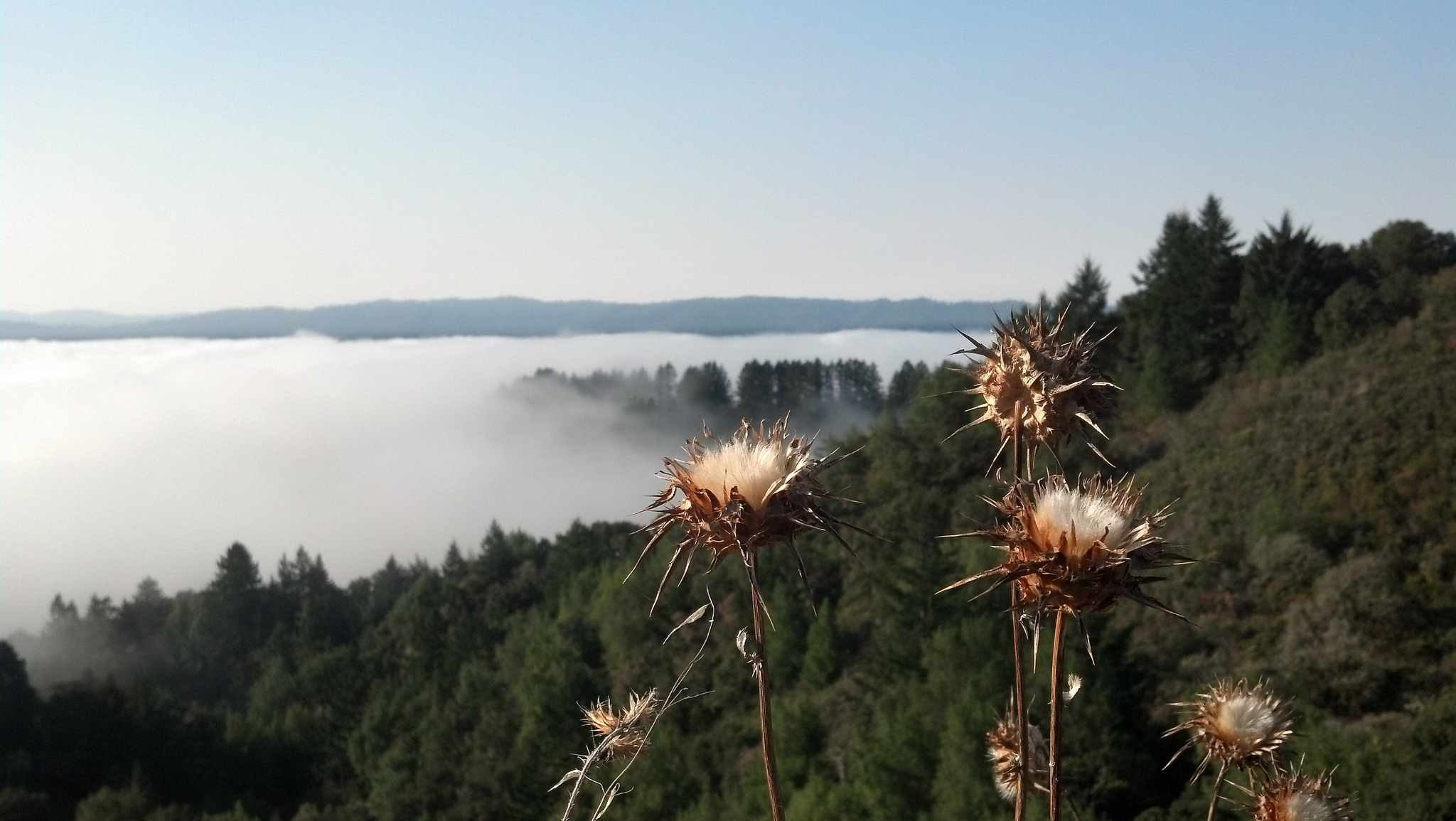 Thistles and the fog in the coastal hills