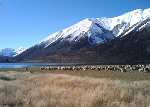 Christchurch Sheeps